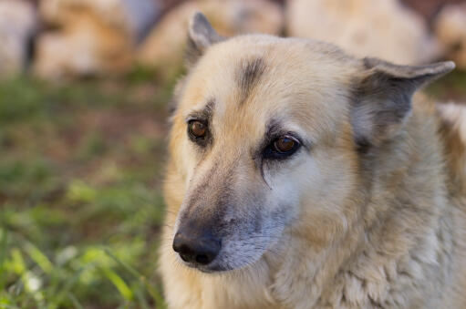 Norwegian-Buhund-Face