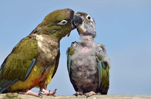 A wonderful, parent Burrowing Parakeet, feeding it's young