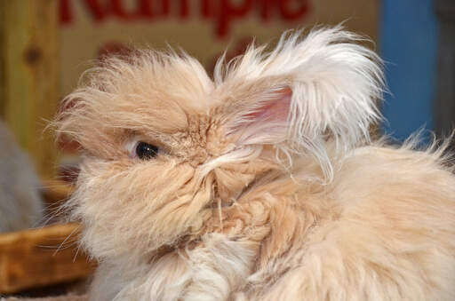 A close up of an Angora rabbit's beautiful fluffy ears