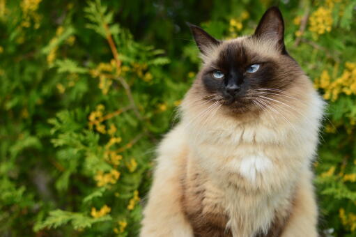 Handsome Balinese cat with bushes in the background