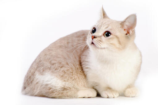 A cute Munchkin cat lying