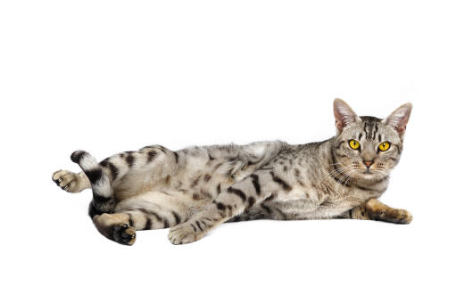 A grey variation of the Ocicat