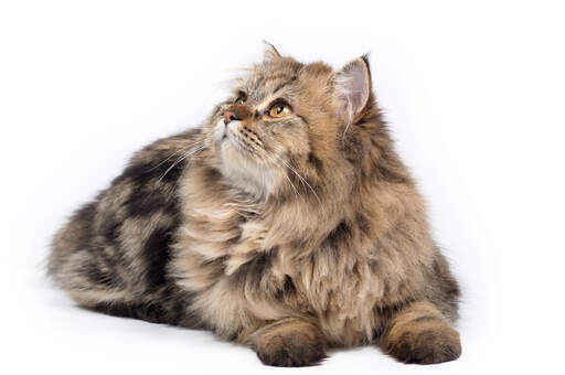 A tabby Persian with its small ears