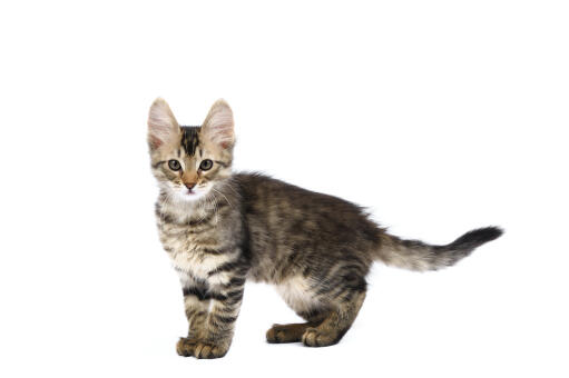 A pretty tabby Turkish Angora kitten