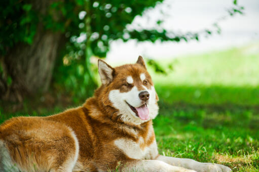 A brown and white Alaskan Malamute resting outside on the grass