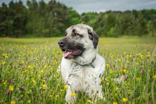 A healthy, adult Anatolian Shepherd Dog lying down in the grass