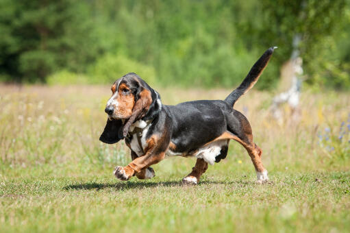 A beautiful, strolling Basset Hound with a thick, dark coat