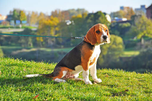 A male Beagle puppy, with a lovely, short, thick coat