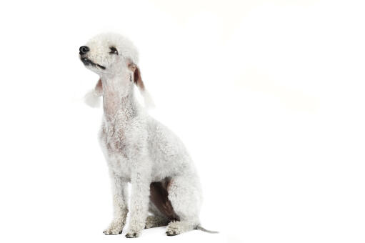 A young adult Bedlington Terrier sitting attently