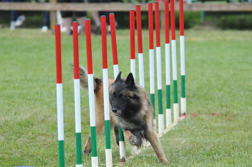 A nimble Belgian Shepherd Dog (Tervueren) on an agility course