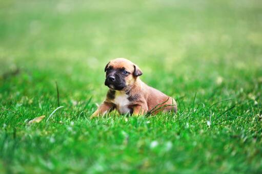 Belgian Shepherd Dog Malinois Dog Breeds