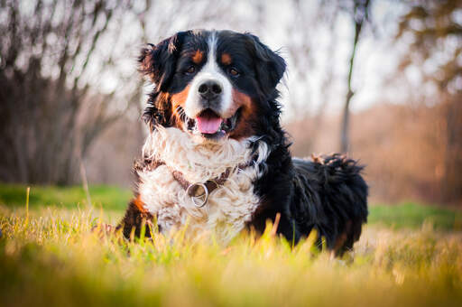 A beautiful adult Bernese Mountain Dog, lying in the grass