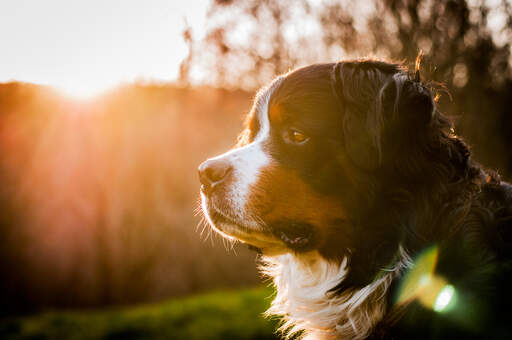 A close up of a Bernese Mountain Dog's short nose and thick, dark coat