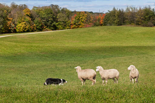 A trained Border Collie in the perfect environment for herding
