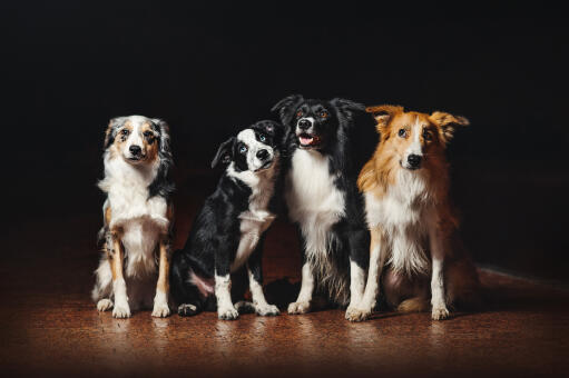 Four Border Collies, each with different coloured coats