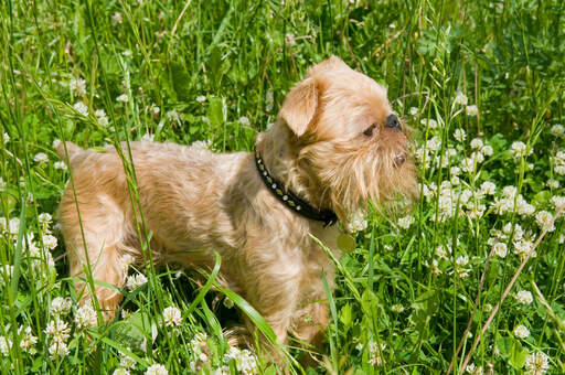 A little Brussels Griffon standing tall in the grass