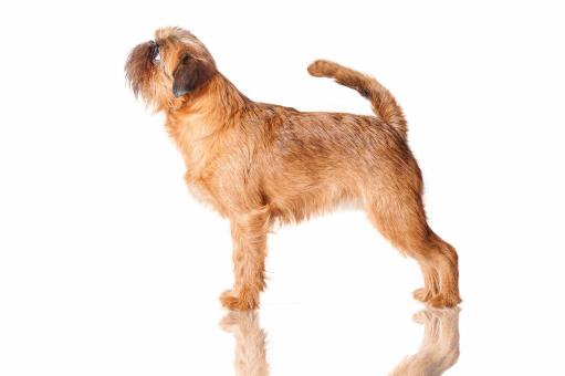 A long, brown coated Brussels Griffon standing tall