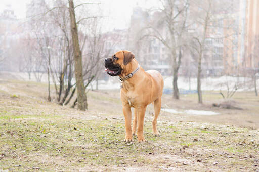 A healthy adult Bullmastiff, showing off its big, strong physique