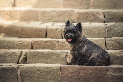 Little top black terrier