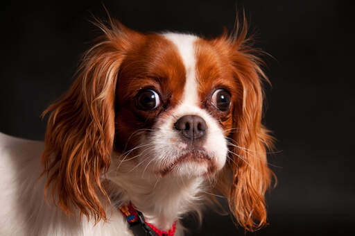 A close up of a beautiful Cavalier King Charles Spaniel long, soft coat