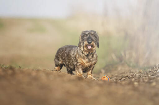 A wonderful, little Dachshund playing outside