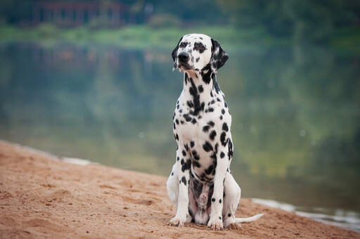 An obedient male Dalmatian sitting neatly, waiting for a command