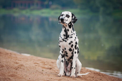 Dalmatian spaniel discount