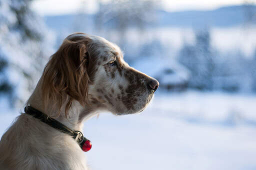 An English Setter's lovely, long nose, and soft, scruffy ears