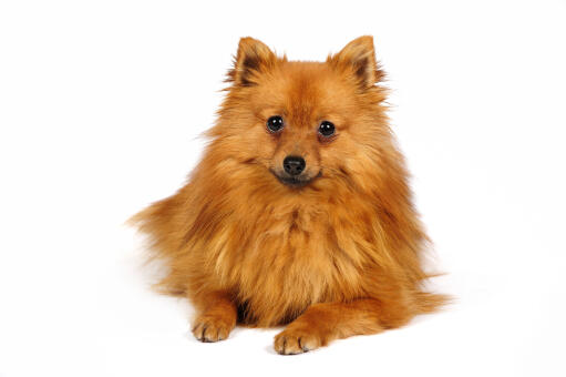 A little German Spitz (Klein) with a fluffy orange coat