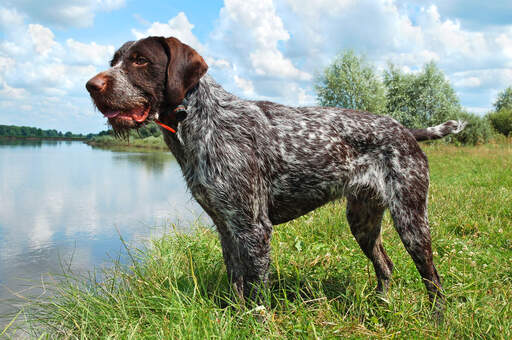 German Wirehaired Pointer Dogs Dog Breeds
