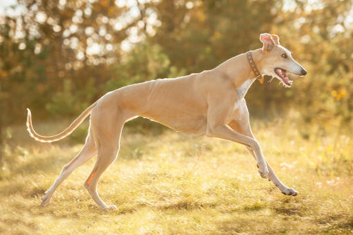 Large greyhound top