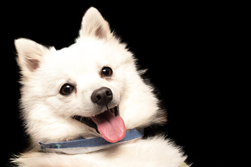 I Think I Have The Only Japanese Spitz In The World With A, 40% OFF