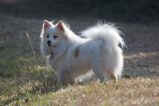 Japanese Spitz Dogs Dog Breeds