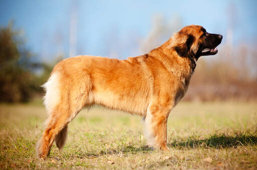 A wonderful male adult Leonberger, showing off it's beautiful, strong physique