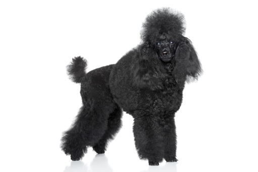 A black adult Miniature Poodle with a beautiful traditional poodle-groomed coat