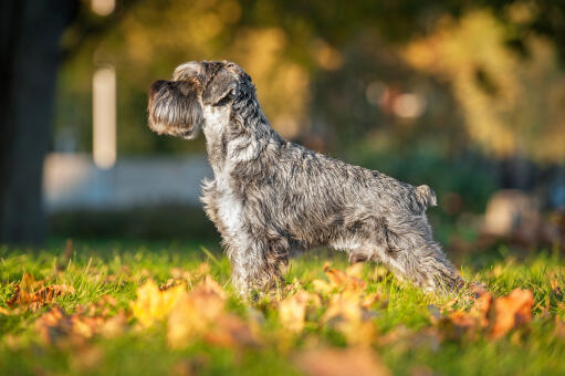 A Miniature Schnauzer showing off it's incredible, healthy body and well groomed coat