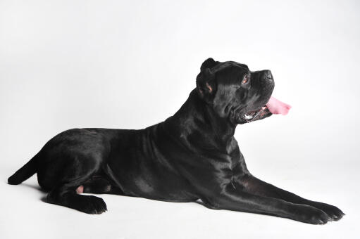 A lovely little Neapolitan Mastiff puppy, with a thick, healthy black coat