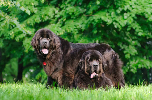 Two wonderful adult Newfoundlands, resting in the grass together