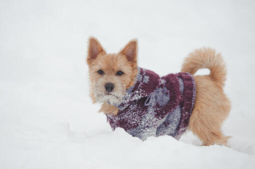 A Norwich Terrier with wonderful pointed ears, playing in the snow