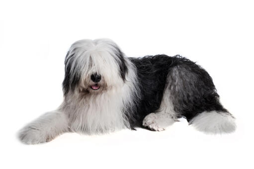 Black white sheepdog 2025