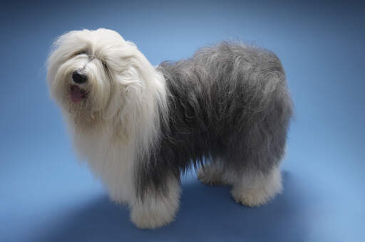 Miniature old english sheepdog for sale discount