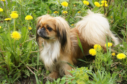 A young Pekingese with a beautiful bushy tail and well groomed ears