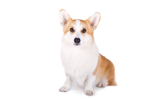 White corgi shop