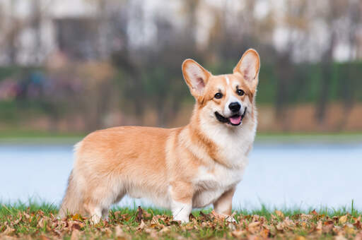 Corgi short sales