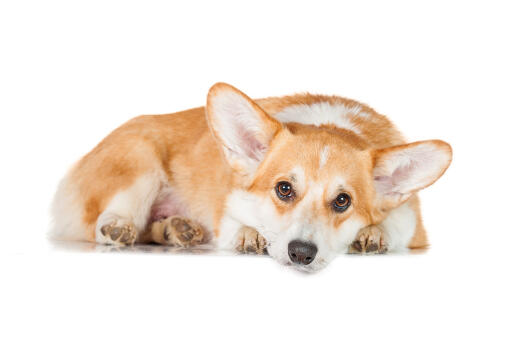 A close up of a Pembroke Welsh Corgi's beautiful big ears and soft coat