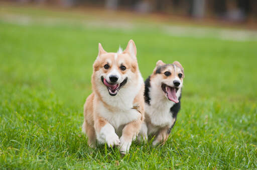 Two, healthy, adult Pembroke Welsh Corgis enjoying some exercise together