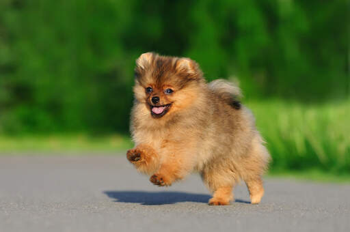 A healthy, young Pomeranian bounding across the ground