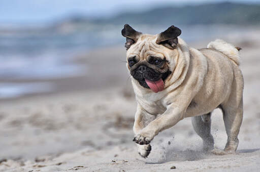 how much exercise does a pug need