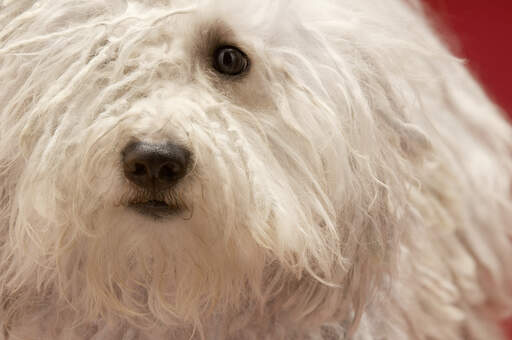 A close up of a Komondor's lovely soft, white coat and black eyes
