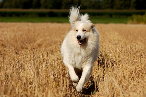 A wonderful Pyrenean Mountain Dog galloping across a field